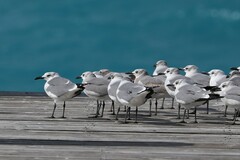 Leucophaeus atricilla