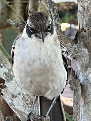 Mimus parvulus parvulus