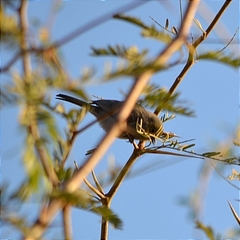 Polioptila melanura