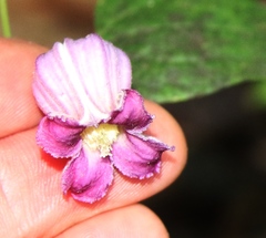 Clematis pitcheri