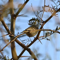 Polioptila melanura