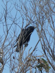 Corvus tasmanicus