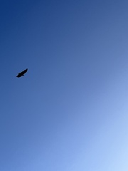 Geranoaetus melanoleucus australis