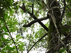 Turdus albicollis