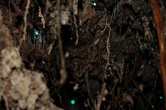 Arachnocampa luminosa