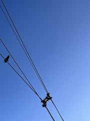 Geranoaetus melanoleucus australis