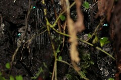 Arachnocampa luminosa