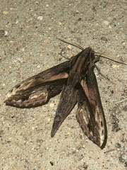 Xylophanes ceratomioides