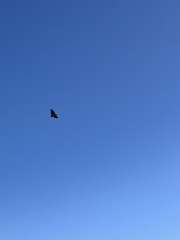 Geranoaetus melanoleucus australis