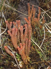 Phlegmariurus