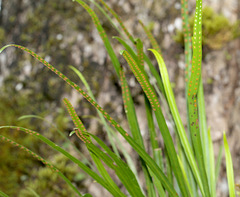 Pyrrosia longifolia