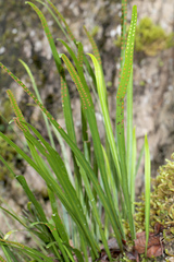 Pyrrosia longifolia