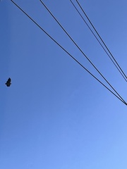 Geranoaetus melanoleucus australis