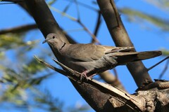 Streptopelia decaocto