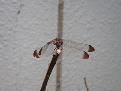 Sympetrum infuscatum