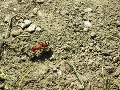 Timulla dubitatiformis