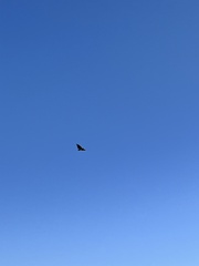 Geranoaetus melanoleucus australis