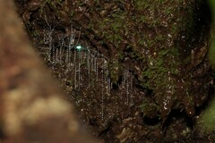 Arachnocampa luminosa