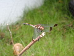 Sympetrum infuscatum
