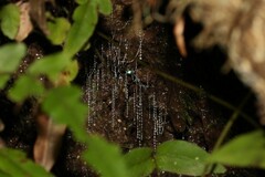 Arachnocampa luminosa