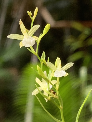 Xerorchis
