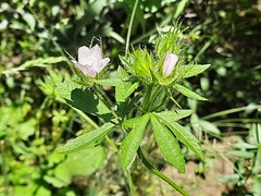 Malva setigera