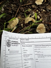 Marasmius albogriseus