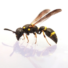 Symmorphus canadensis