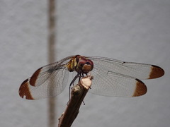 Sympetrum infuscatum