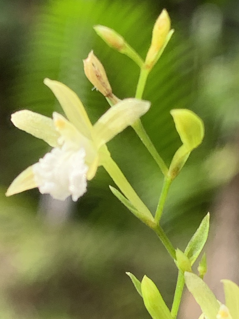 Xerorchis amazonica