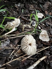 Marasmius albogriseus
