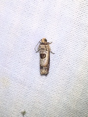 Episimus transferrana
