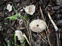 Marasmius albogriseus