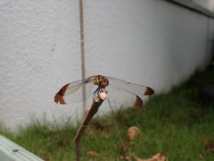 Sympetrum infuscatum