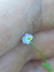 Viola kitaibeliana