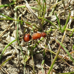 Timulla dubitatiformis