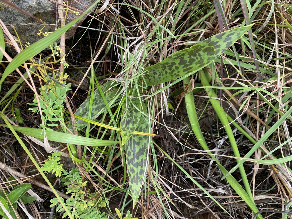 Ledebouria asperifolia, Mgungundlovu A, Bizana, EC, ZA