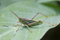 Staleochlora viridicata