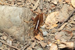 Hemiandrus maculifrons