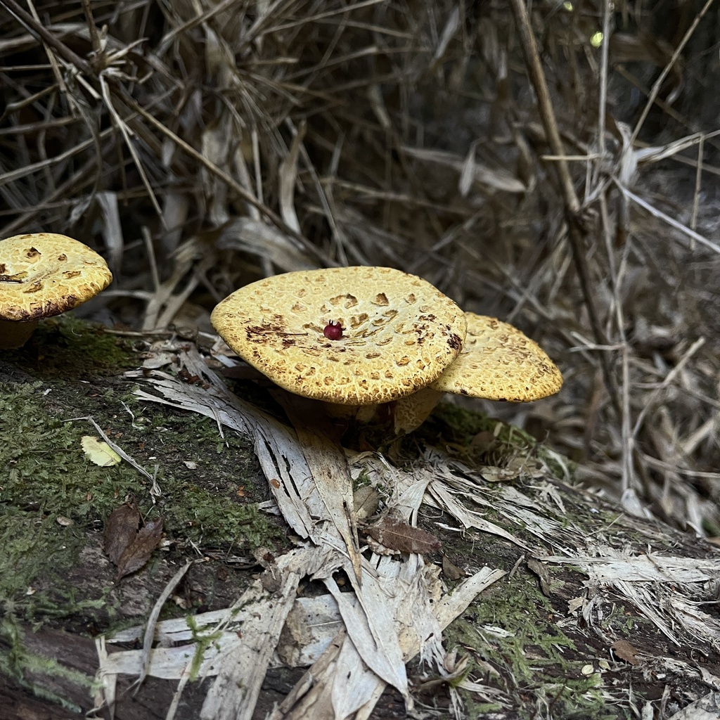 Fomitopsis maculatissima · January 2023 · photo: © cristianriquelme (iNaturalist, cc-by)