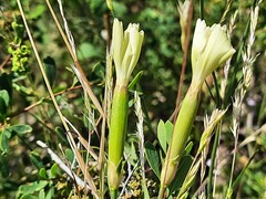 Dianthus lanceolatus