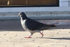 Columba livia domestica