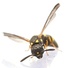 Symmorphus canadensis