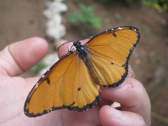 Danaus chrysippus dorippus