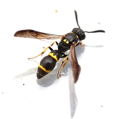 Symmorphus canadensis