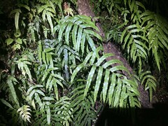 Blechnum