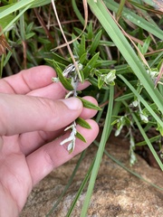 Athrixia phylicoides