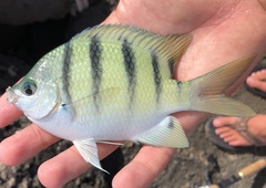 Abudefduf abdominalis