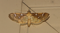 Cotachena histricalis