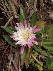 Hypochaeris sessiliflora
